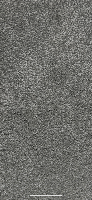 >MAGNIFICUS SILVER MOON